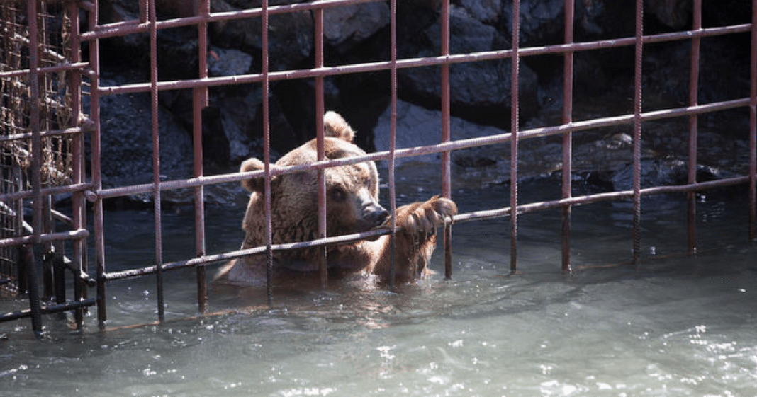Bear Kept In Flooded Cage Outside Restaurant For 10 Years Just Welcomed The Best Surprise