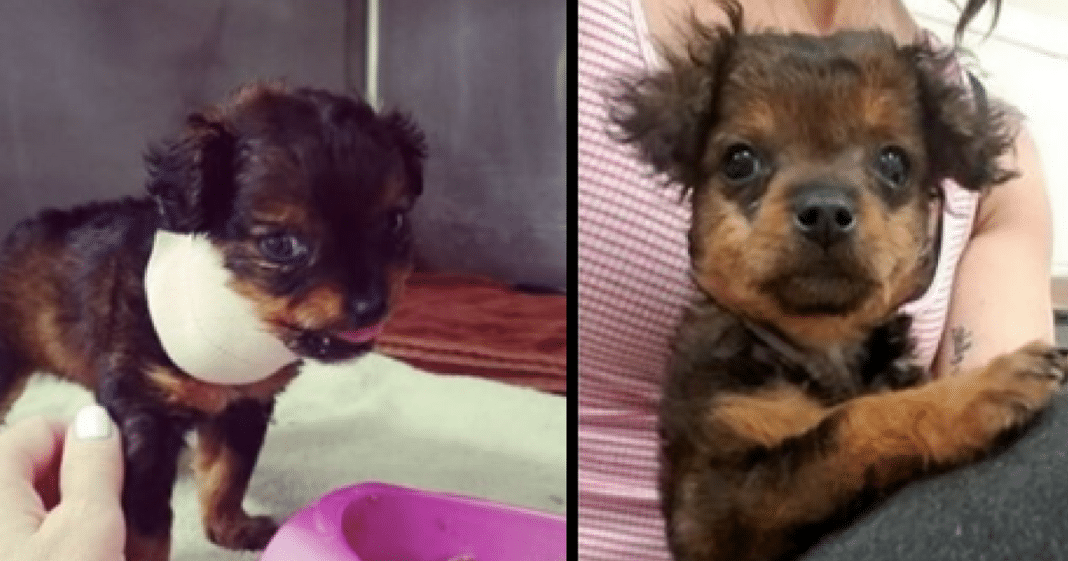 Owners abandon ‘paralyzed’ 6-week-old puppy to be put down – minutes later, vet realizes she’s moving