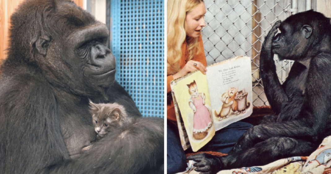 Koko, Gorilla Famous For Mastering Sign Language And Loving Cats, Dead At Age 46