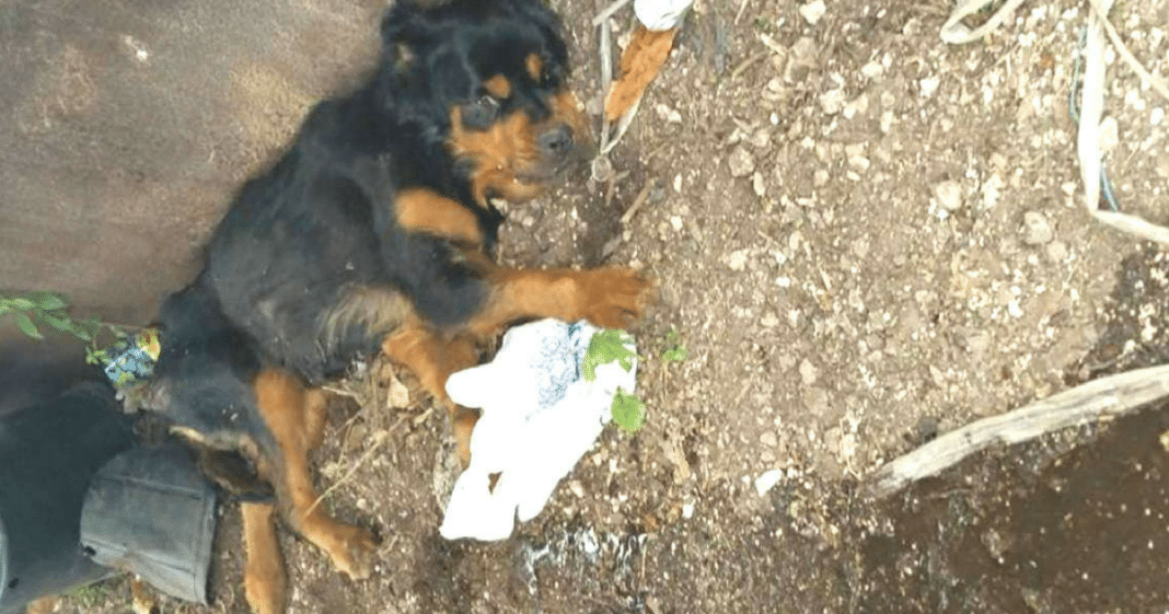 Owners Abandon Paralyzed Dog At Dumpster To Die – She Never Thought Anyone Would Find Her