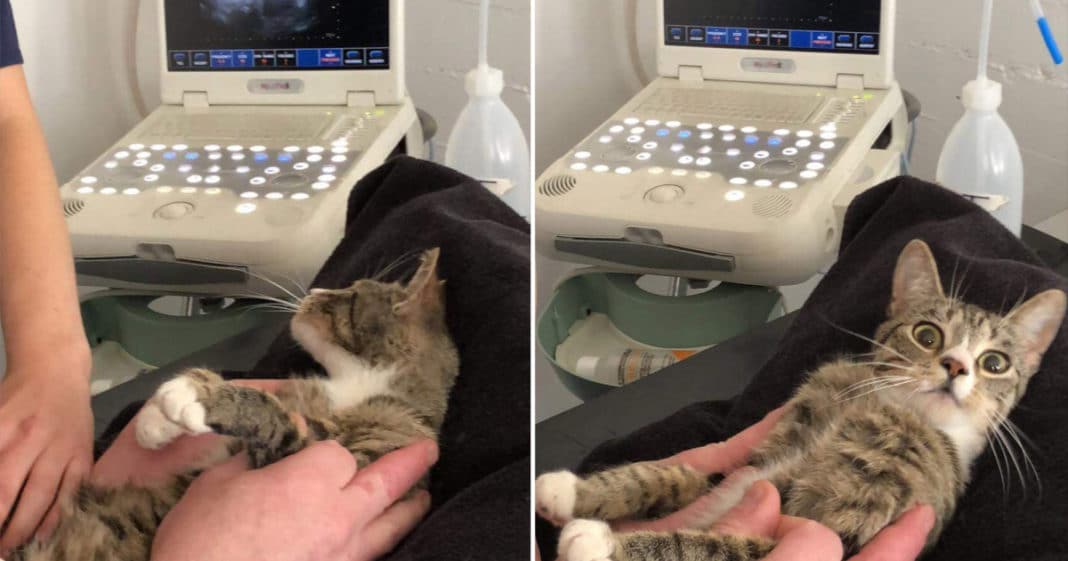 Are You Kitten Me?: Shelter Cat Finds Out She’s Pregnant – Hilarious Reaction Takes Internet By Storm