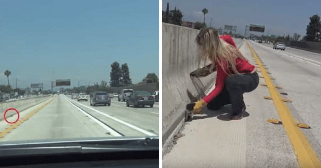 Someone Threw This Tiny Kitten Onto Busy Highway & Left Him As Traffic Zoomed By All Around