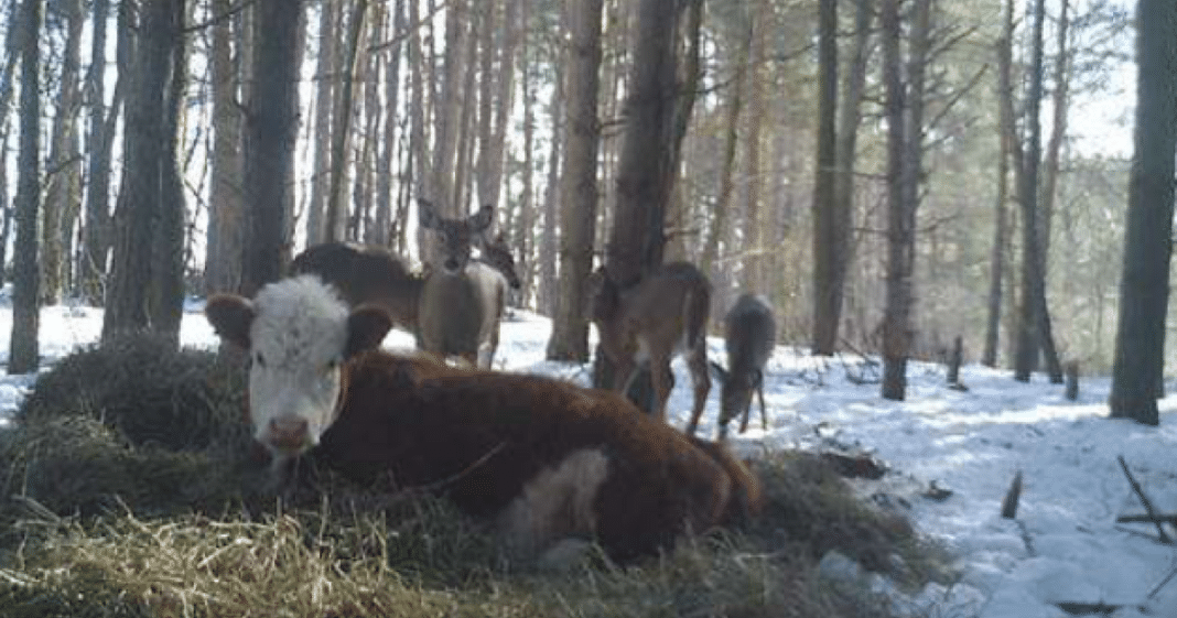 Orphaned Baby Cow That Fled From Slaughter Gets Adopted By A Herd Of Wild Deer
