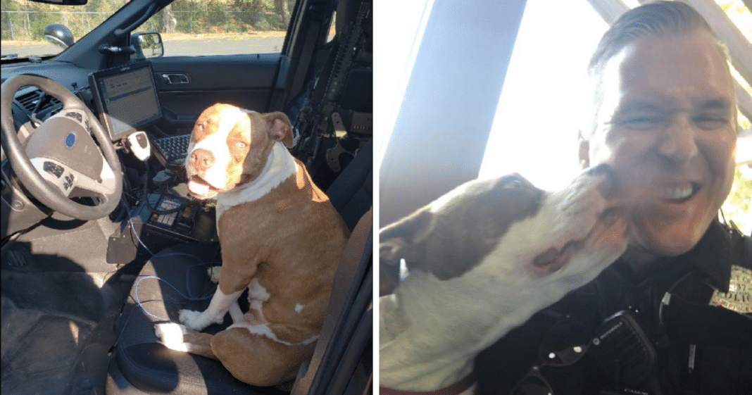 Pit Bull Lost On The Streets Seeks Out Police Officer To Help Her Find Family