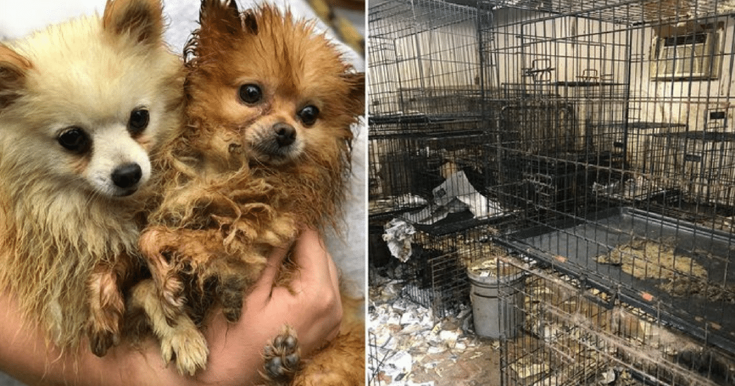 Rescuer In Tears Describing Horrific Living Conditions Of 83 Dogs Saved From Puppy Mill