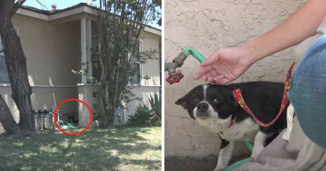 Abandoned On The Streets, Homeless Dog Was So Terrified He Could Barely Look At His Rescuers