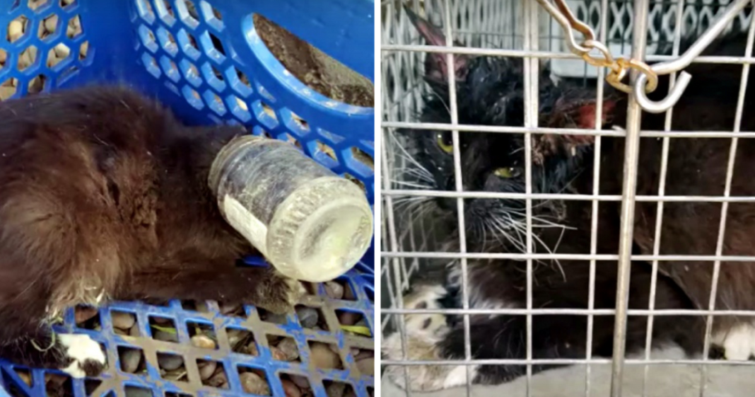 Dying Mother Cat Goes As Far As She Can To Save The Lives Of Her Unborn Kittens