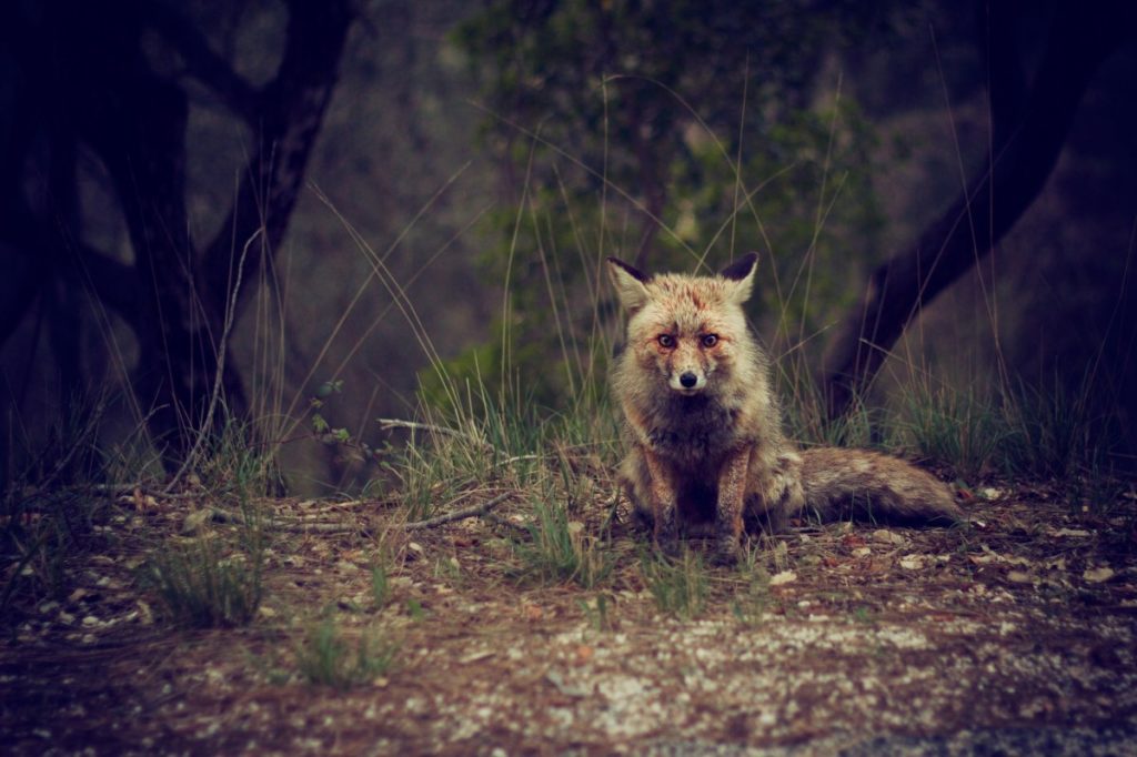 A fox appears on the edge of the woods (stock photo)