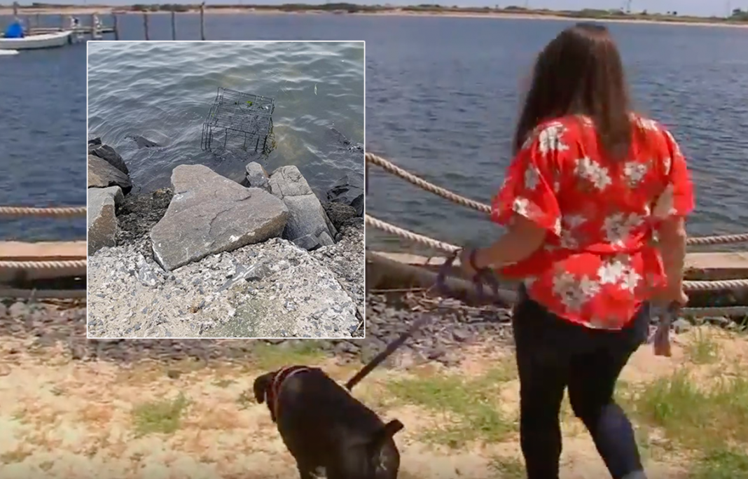 Woman On Morning Run Finds Abandoned Pit Bill Locked In Cage And Left To Drown In Rising Tide