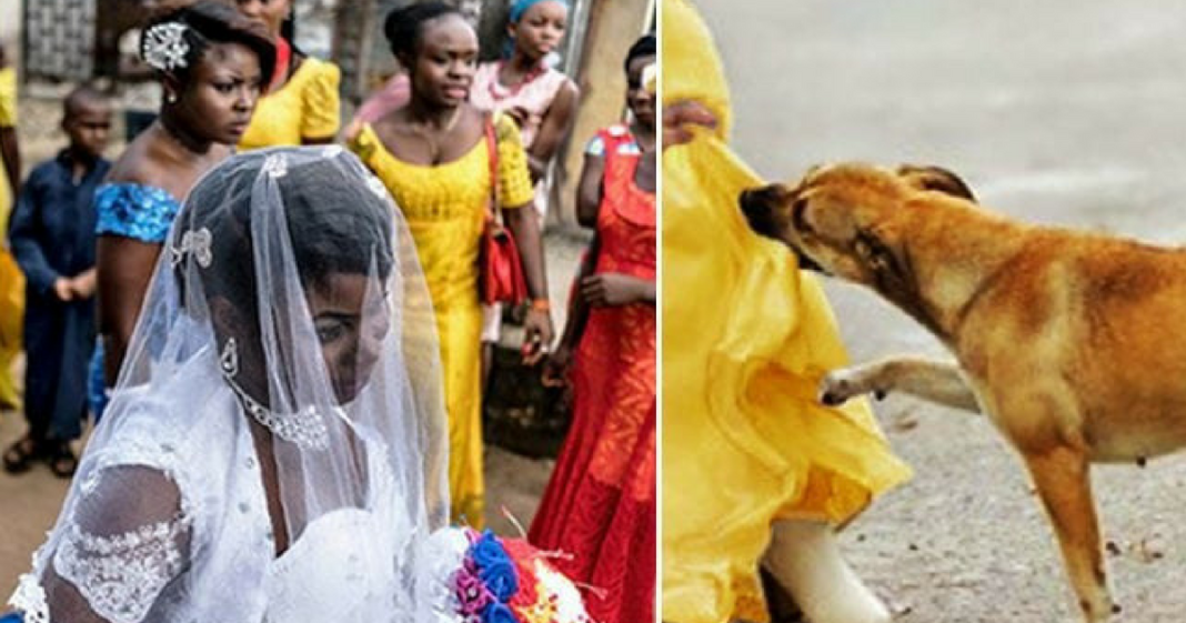 Hero Dog Gives Its Own Life To Save Wedding Party From A Suicide Bomber