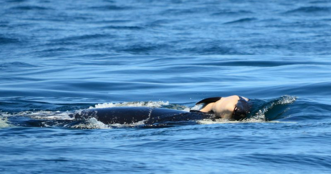 Family Of Mother Orca Whale Mourning Her Baby’s Death Take Turns Carrying Calf’s Body