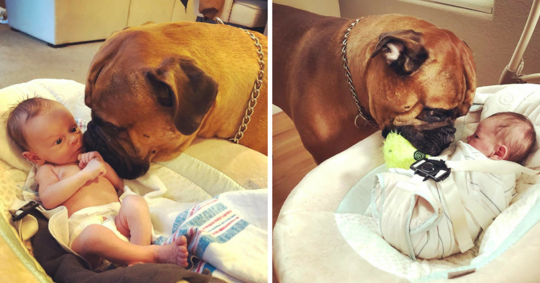 Bullmastiff Won’t Share Toy With Anyone, But When Baby Starts Crying He Does Selfless Act To Comfort Him