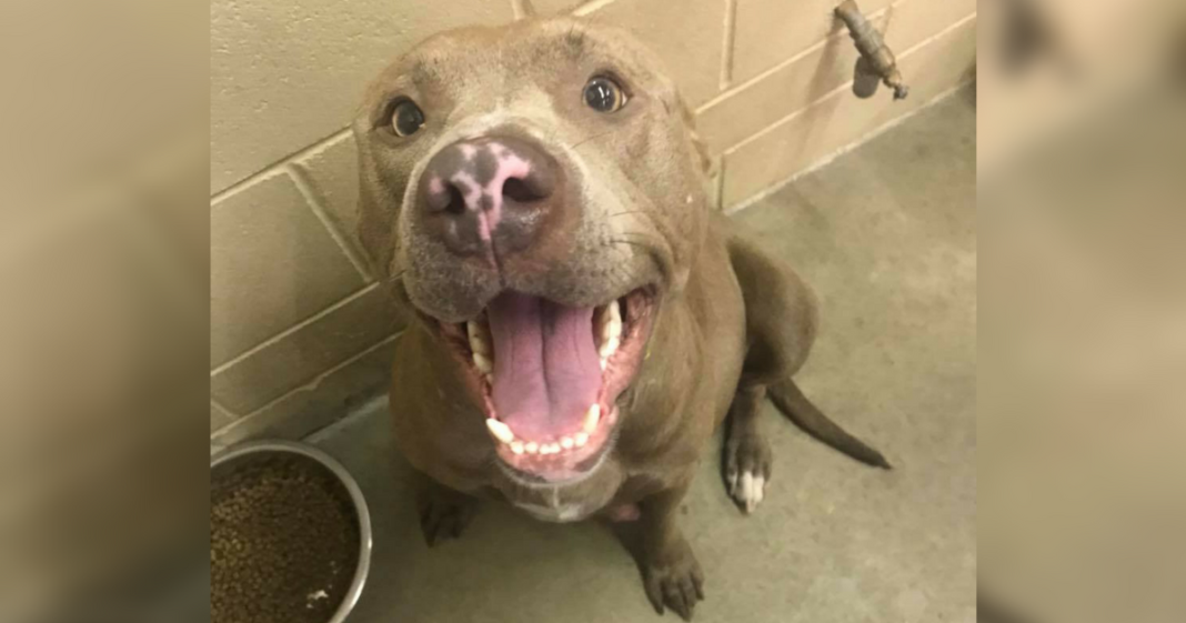Owner Surrenders ‘Aggressive’ Pregnant Pit Bull, Shelter Euthanizes Dog While She’s In Labor