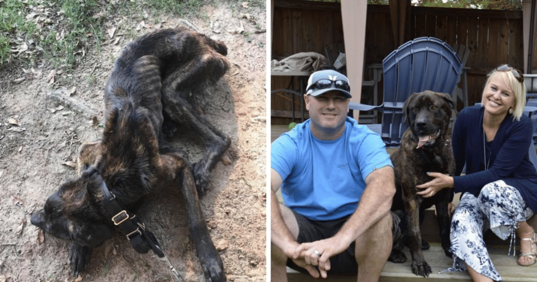 Dog Finds Forever Home After Being Nearly Starved To Death By Owner’s Vengeful Ex-Girlfriend