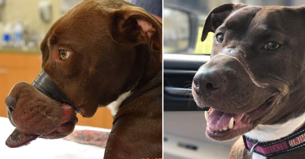 Justice for Caitlyn: animal abuser will spend 15 years in prison