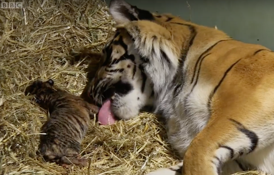 Endangered Tiger Gives Birth To Twins But 1 Cub Isn’t Breathing –  Then Mother’s Instincts Kick In