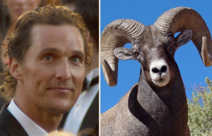 Matthew McConaughey with mountain ram