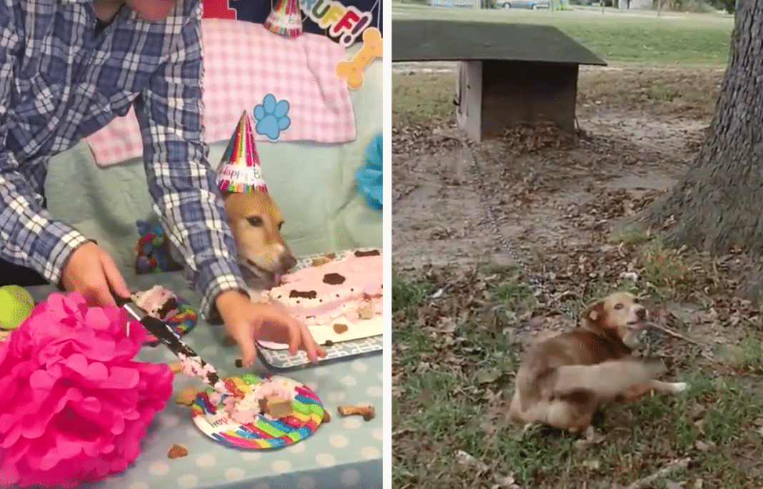 Dying Dog Chained Outside For 12 Years. Rescuers Give Her ‘Bucket List’ Of Adventures Before Death