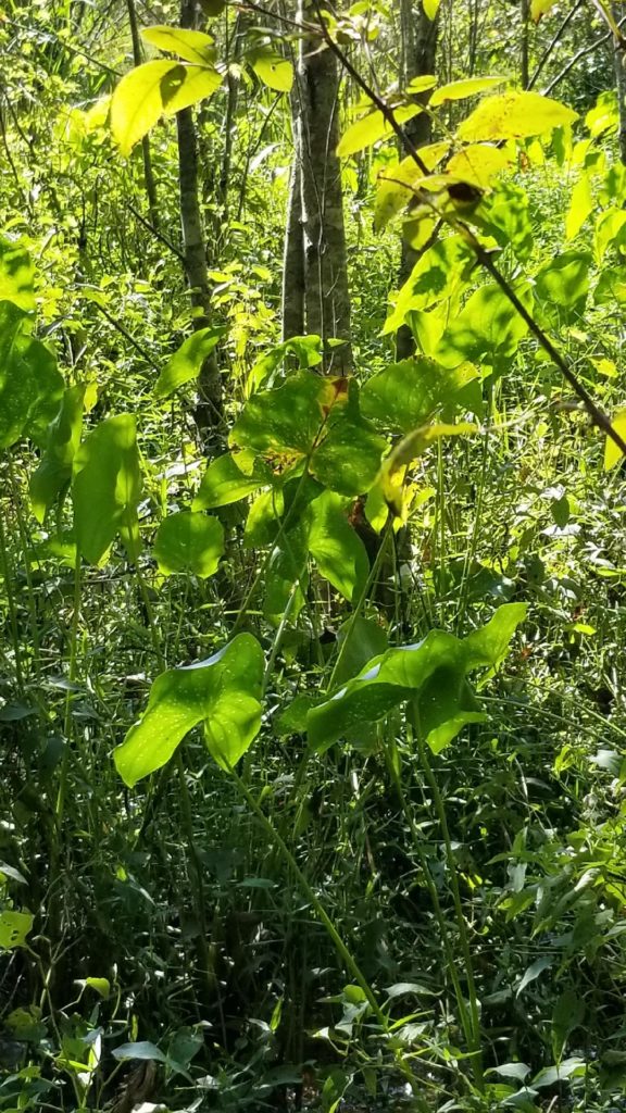 The tree where Clayborn found the puppy tied up