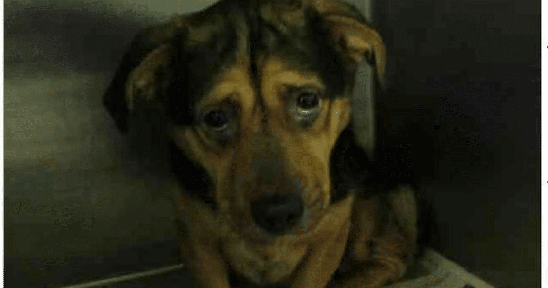Couple Sees Photo Of The Saddest Shelter Dog, Immediately Drives 6 Hours To Get Him