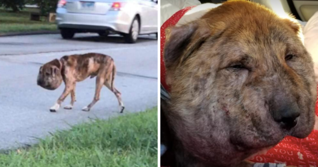 Abused dog with shoelaces tied tightly around neck and riddled with pellets finds a new life
