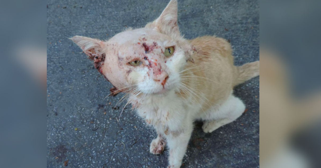 Woman Sees Strange ‘Creature’ Crawling Up Driveway, Heart Sinks When She Realizes It’s A Cat