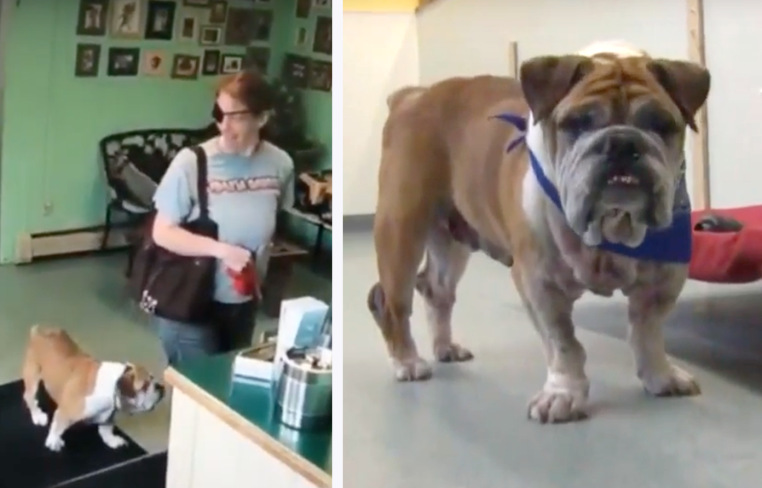 Woman Gives Fake Name, Abandons Sick Elderly Bulldog At Groomers. Then Rescuers Step In