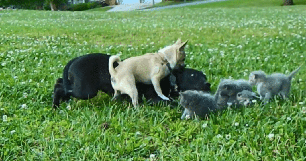 Tiny Chihuahua Makes Brave Attempt To Protect Four Kittens From Bigger Dog