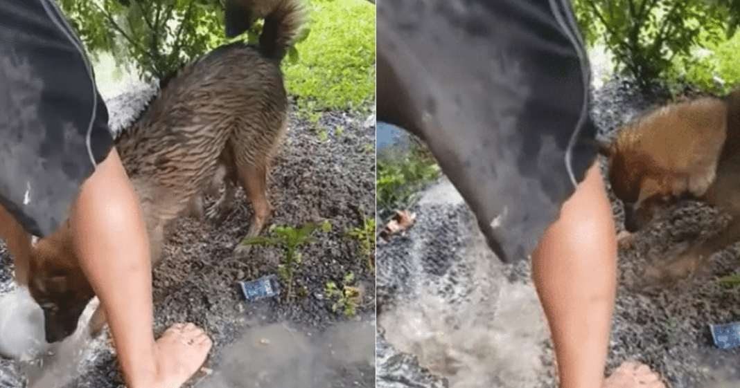 Frantic Mama Dog Lunges Into Flooded Hole To Save Her 4 Drowning Puppies