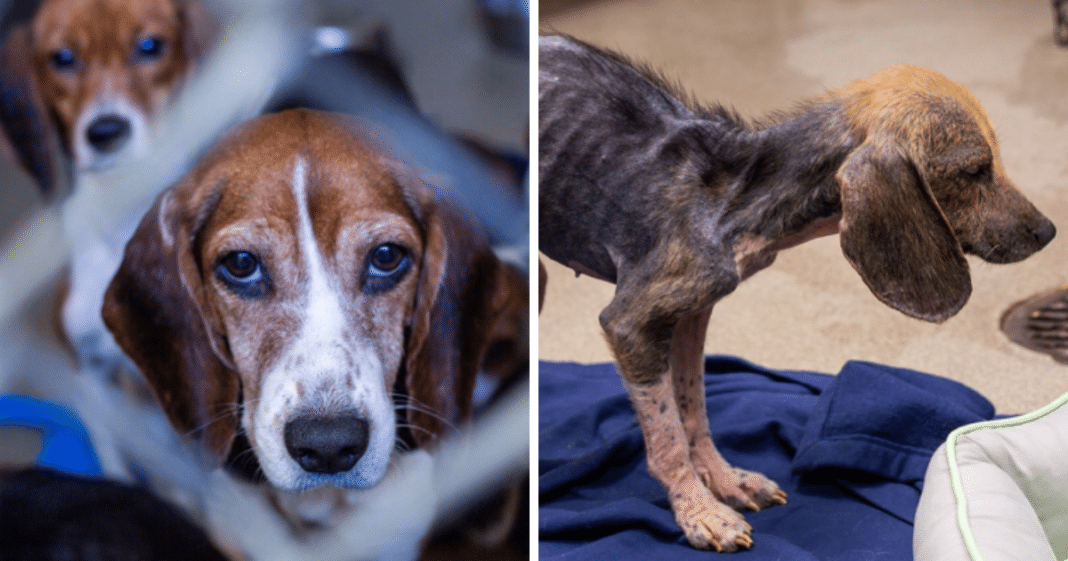 Rescuers Horrified By ‘Deplorable’ Condition Of Breeder’s House, Find 71 Suffering Beagles Inside