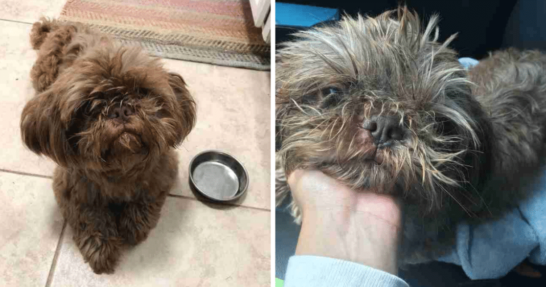 Guy Shows Up With ’20-Year-Old’ Dog At Shelter, Wants Them To Euthanize Him