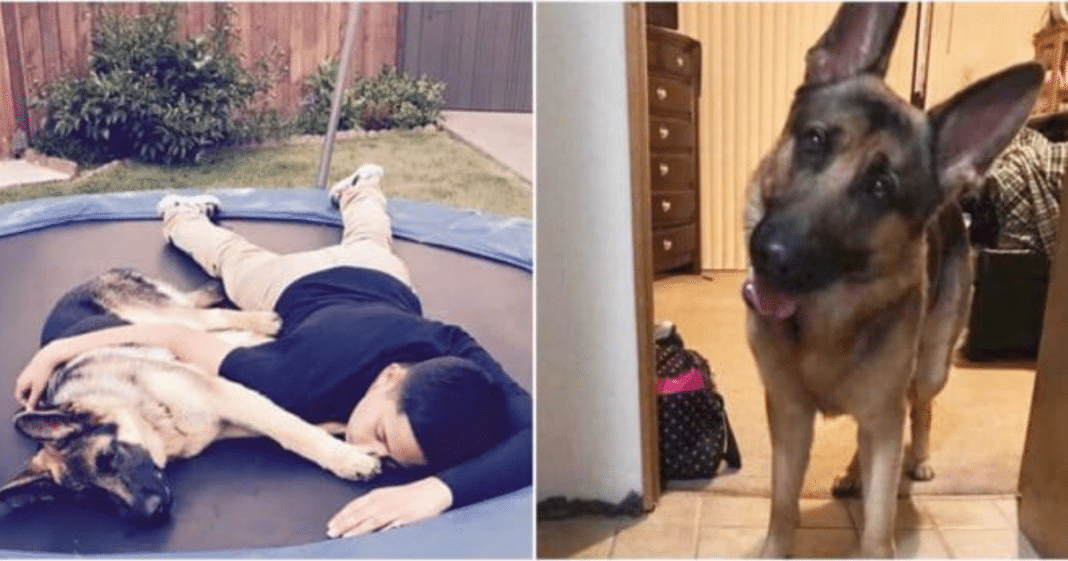 Teen Home Alone When Intruders Break-In, Dog Takes Bullet For Him After Teaching Thugs A Lesson