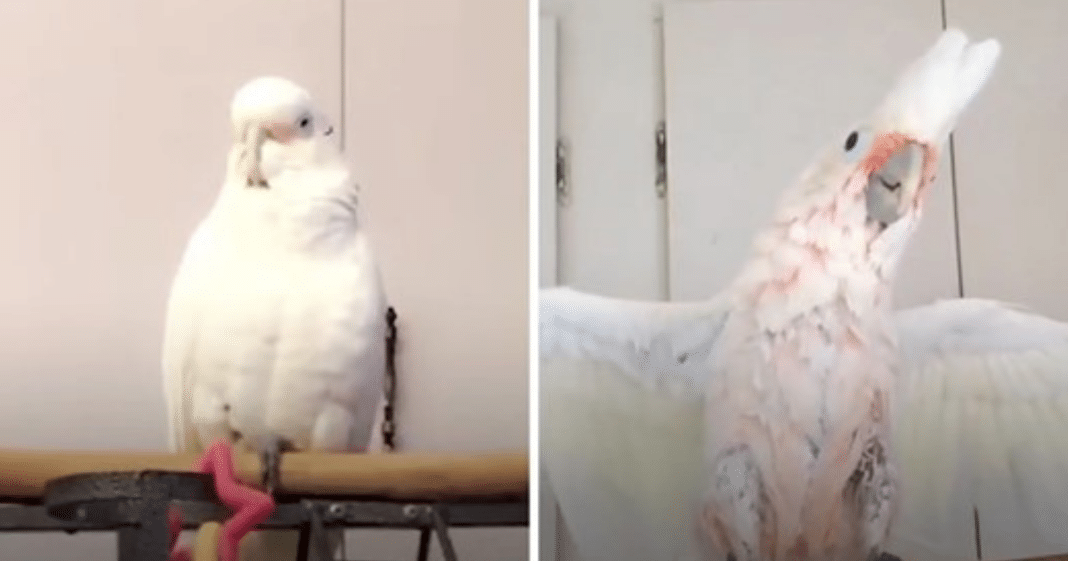 Cockatoo Left In Windowless Basement Until Sweet Woman Comes To The Rescue