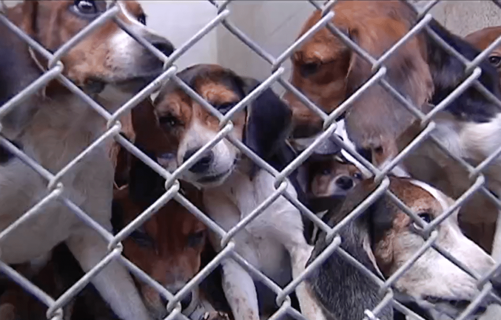 Beagles rescued near Allentown, Pennsylvania