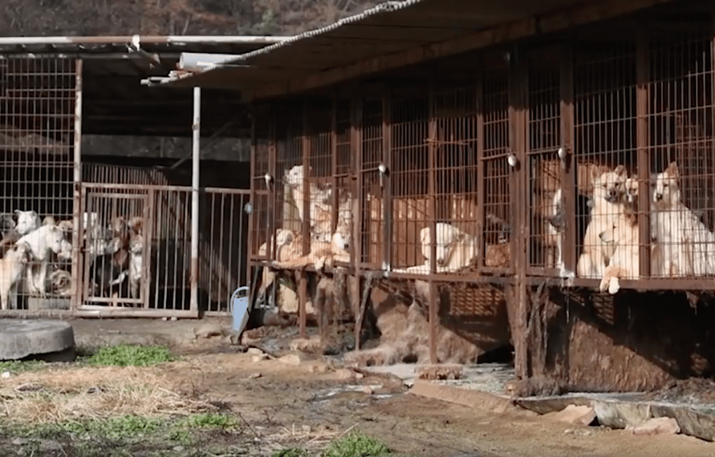 Dog meat farm in South Korea via YouTube