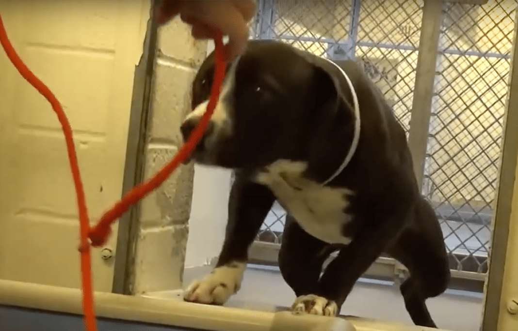 Pit Bull On Death Row Shakes As He Sees Dreaded Red Leash Coming, Then Realizes He’s Finally Free