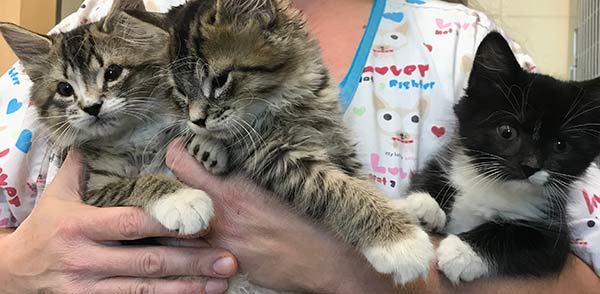 Marie, Berlioz, and Toulouse via MSPCA-Angell