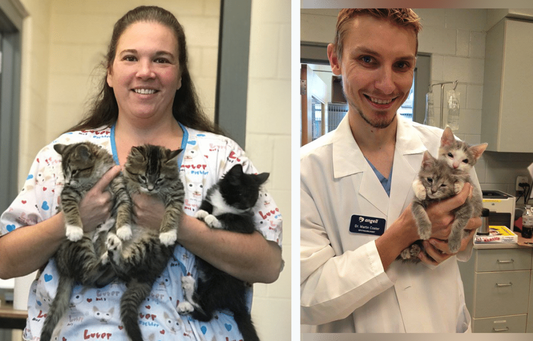 Thanks To Rescuers, Three Abandoned Kittens Born Without Eyelids Get Sight-Saving Surgery