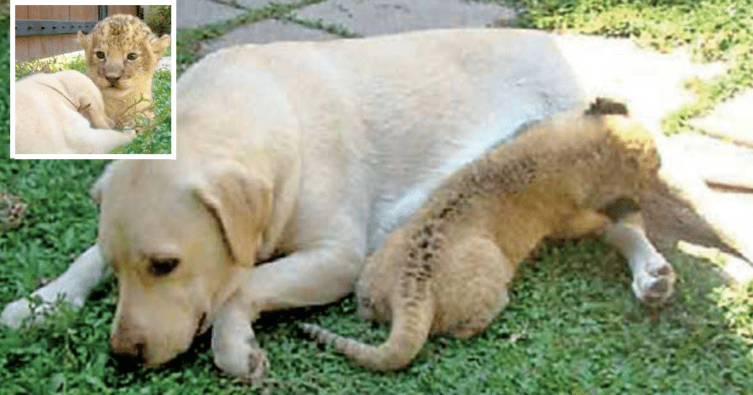 Mama Dog Takes In Struggling Little Lion Cub After It Was Rejected By Its Mother