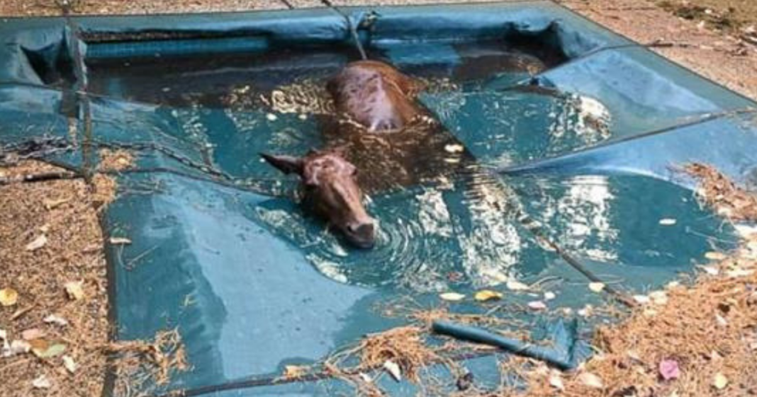 Man Who Lost His Home In California Wildfire Rescues Mule Trapped In Swimming Pool