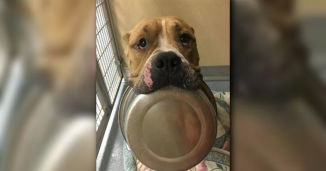 Families Are Inviting Shelter Dogs To Their Homes For Thanksgiving Dinner