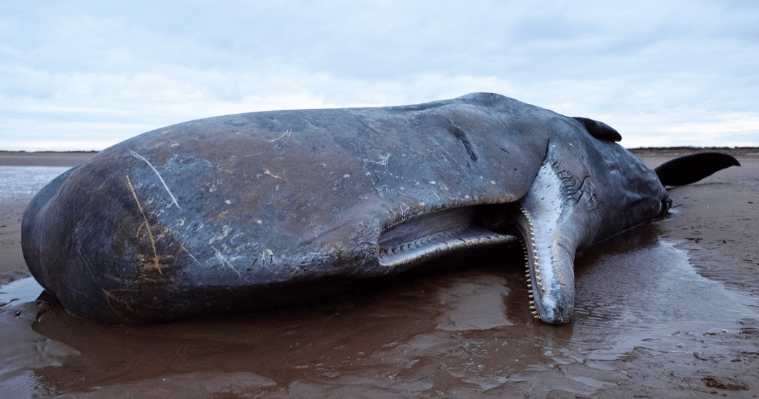 Dead Whale Found With More Than 1,000 Pieces Of Plastic Inside Its Stomach