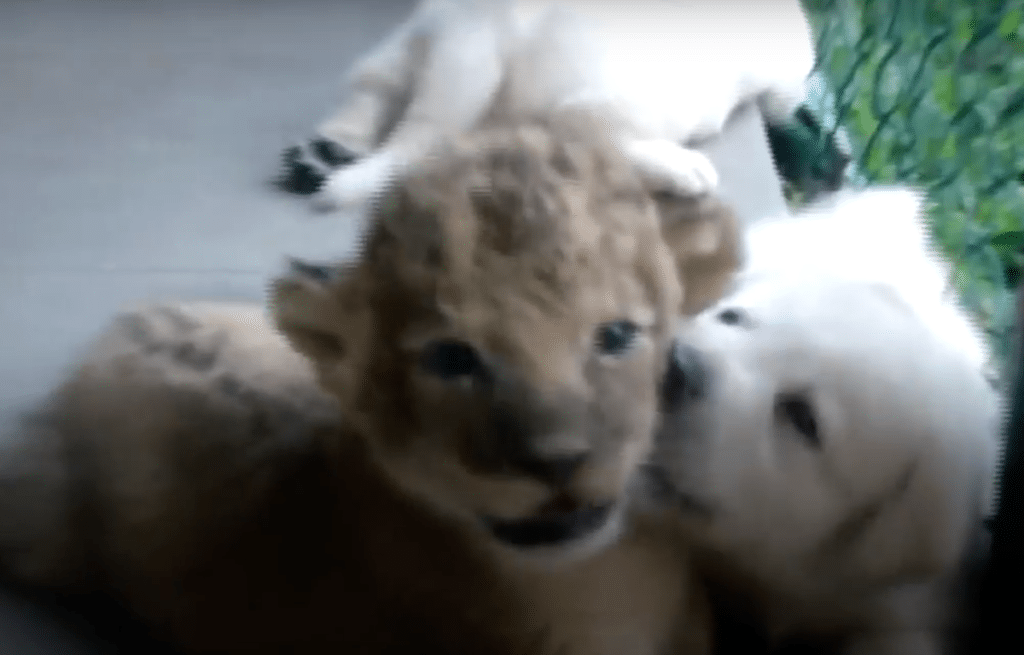 Lion cub with puppy via YouTube