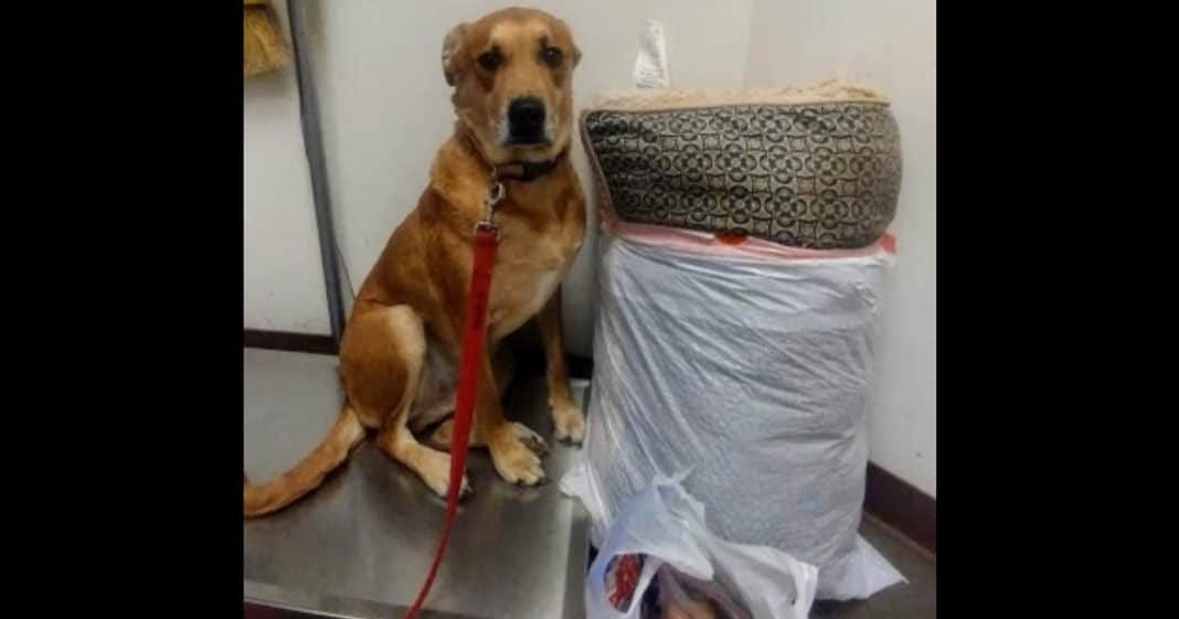Owner surrenders sad dog with his bed and all his toys, abandons him at shelter