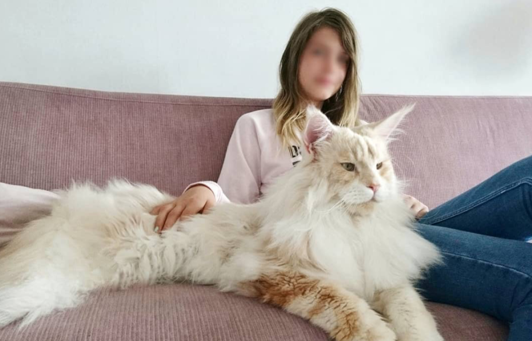 Meet The Gigantic Maine Coon Cat That’s Taking The Internet By Storm
