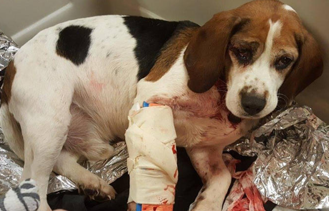 2 Dogs Saved After Dirtbag Throws Them From Moving Vehicle, Now Cops Are Seeking Justice