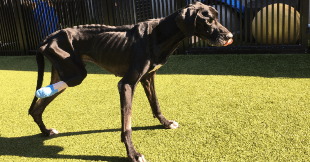 Great Dane Chews Off Own Leg To Escape Starvation, Then Cops Show Up To Deliver Justice