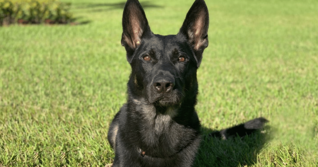 Police Dog Dies In Line Of Duty After Saving Cops’ Lives On Christmas Eve