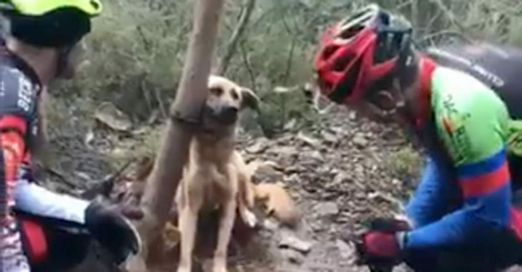 Skeletal dog found abandoned in forest, tied to tree and left alone to die of starvation