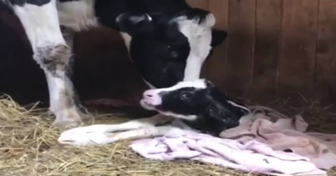 Cow Escapes Truck On Way To Slaughterhouse, Surprises Rescuers By Giving Birth 2 Days Later